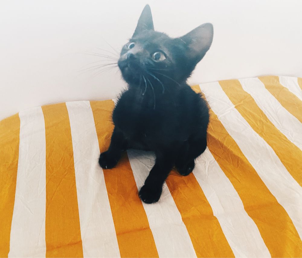 Gatinho bebe de 2 meses para adoção