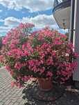 Ogromny piękny oleander różowy