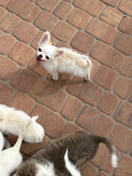 Chihuahua dziewczynka FCI