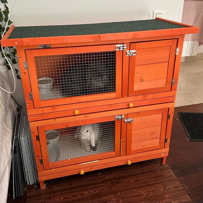 Coelhas mini loop adoçao responsavel