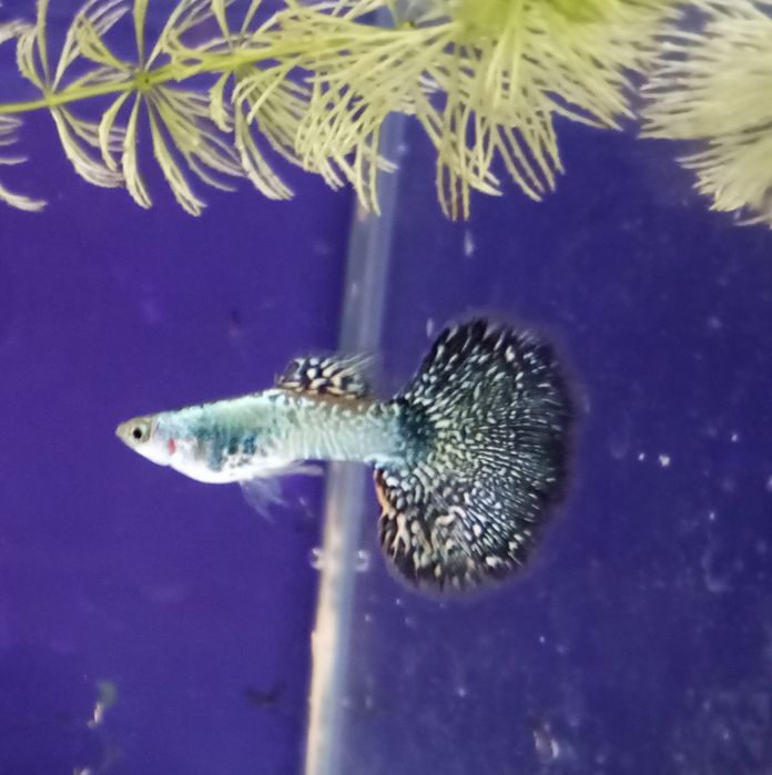 Guppy Lace HM Green alf-mom