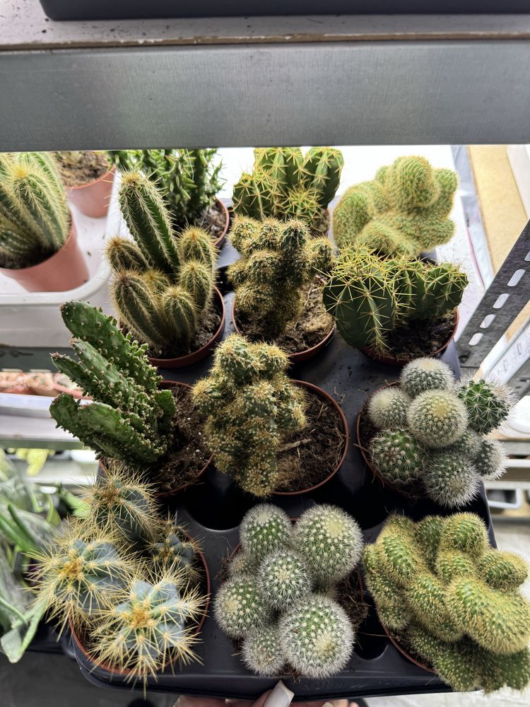 Сукуленти Суккулент. Succulents Кактус . Крассула. Венерина мухоловка