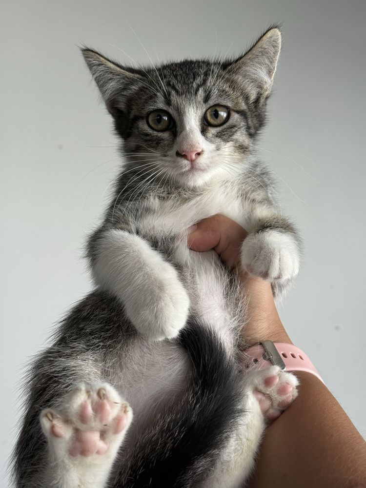 Gatinho 2 meses para adoção