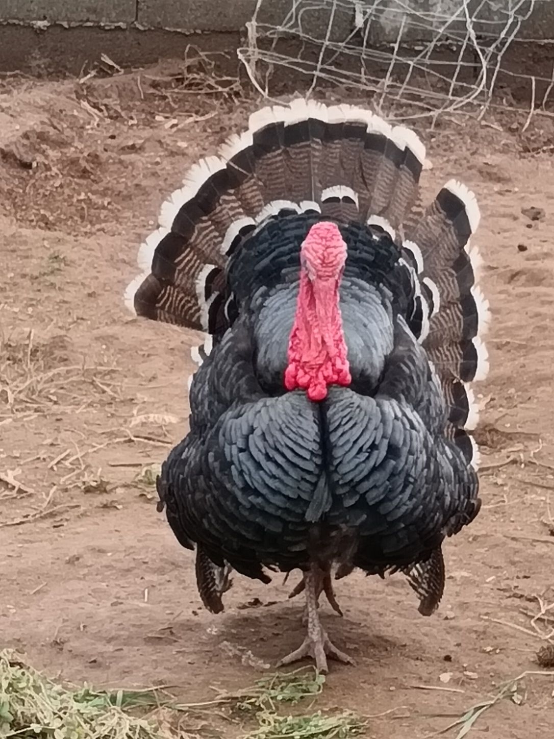 Ovos de peru galados