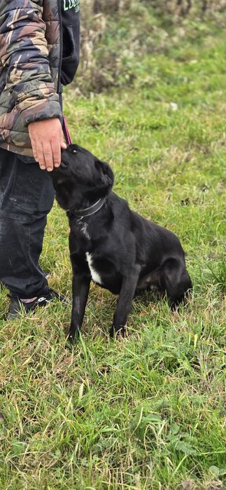 Labubu w typie Labradora