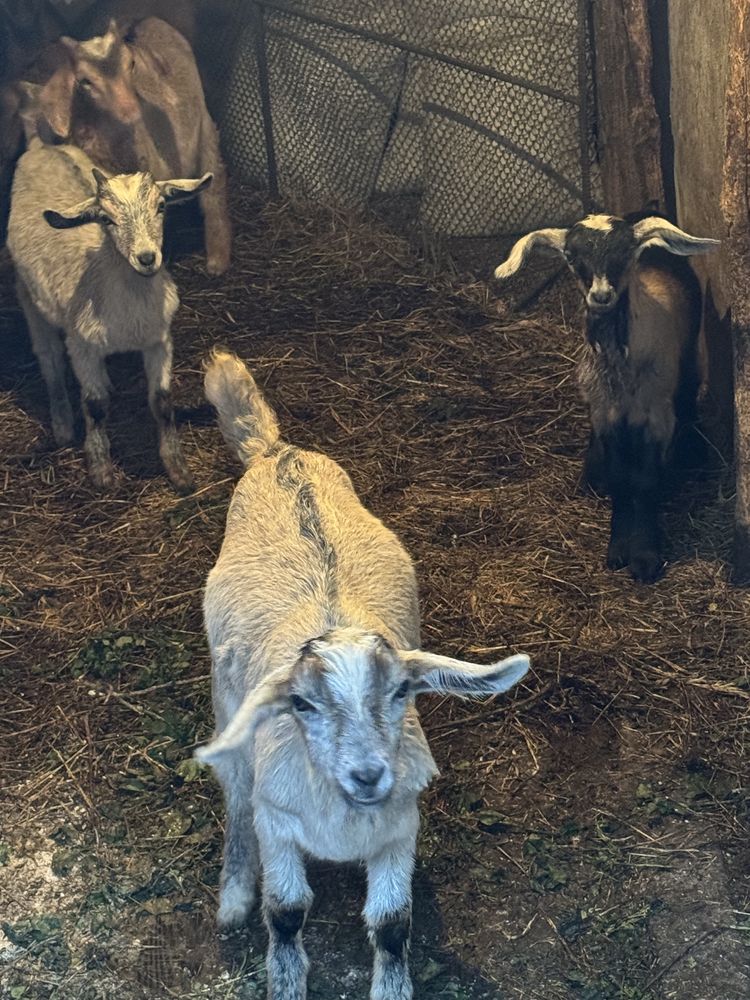 Продам козу Нубийской породы и козлят