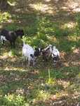 Vendo Cabras Anãs