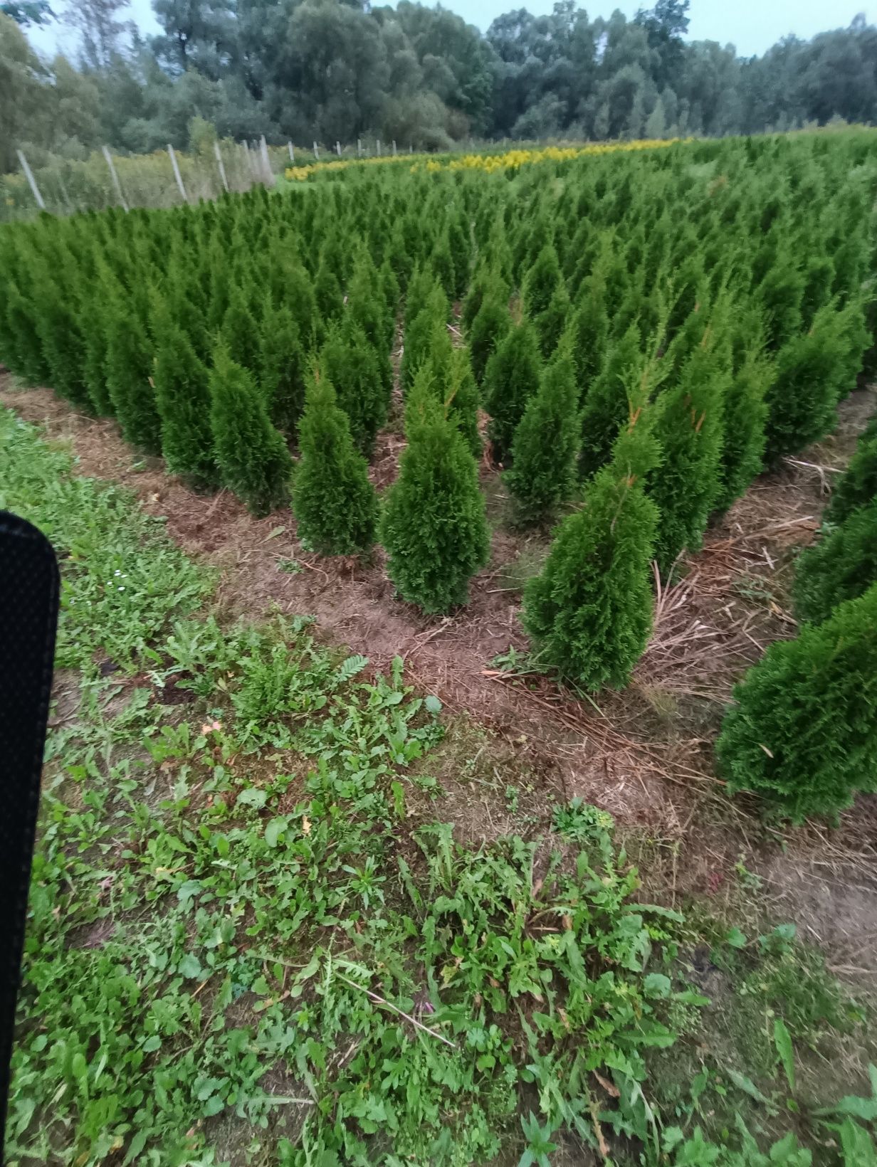 Tuja  thuja tuje szmaragd 130 cm