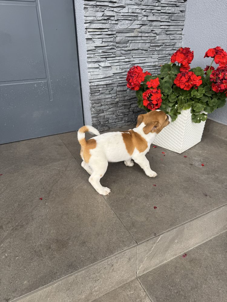 Jack russell terrier piesek