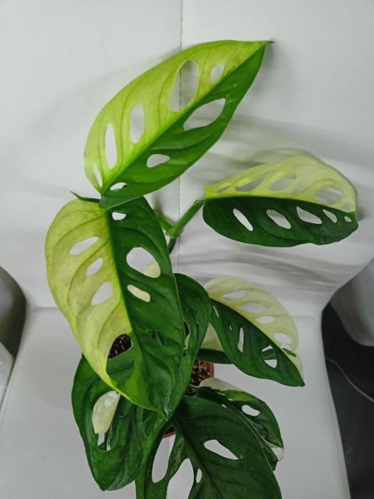 Продам монстеру обликову варіегатну