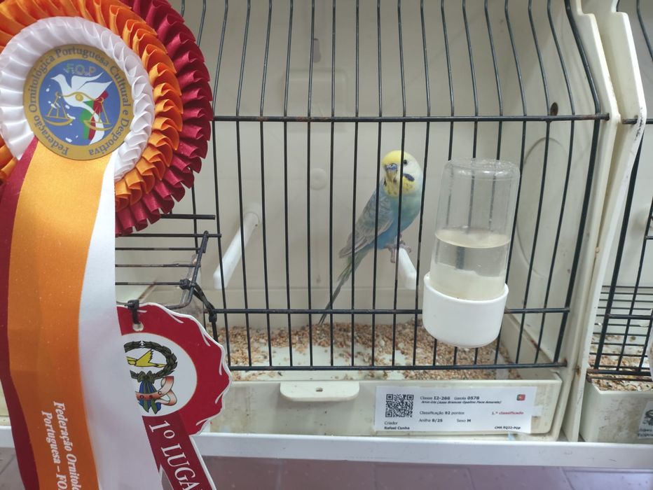 Periquitos arco-iris machos e fêmeas