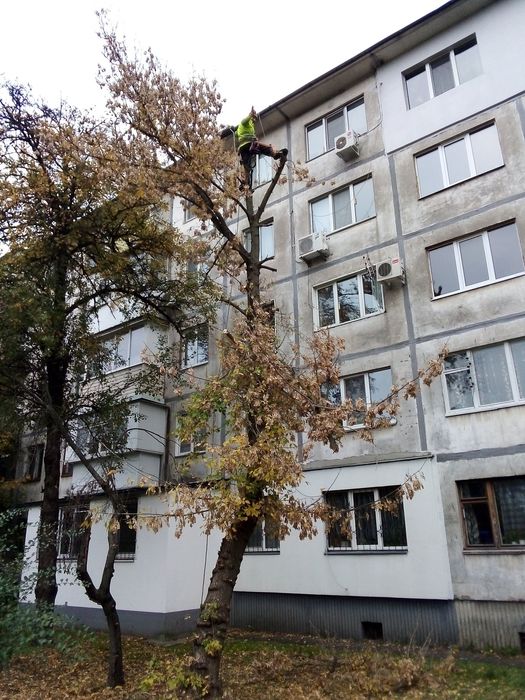 Спиляти, Зрізати ДЕРЕВО. Спилить, Обрезать ДЕРЕВО. Расчистка участка