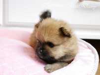 Szpic miniaturowy Pomeranian Boo Szpice Śląskie Rodowód Suczka