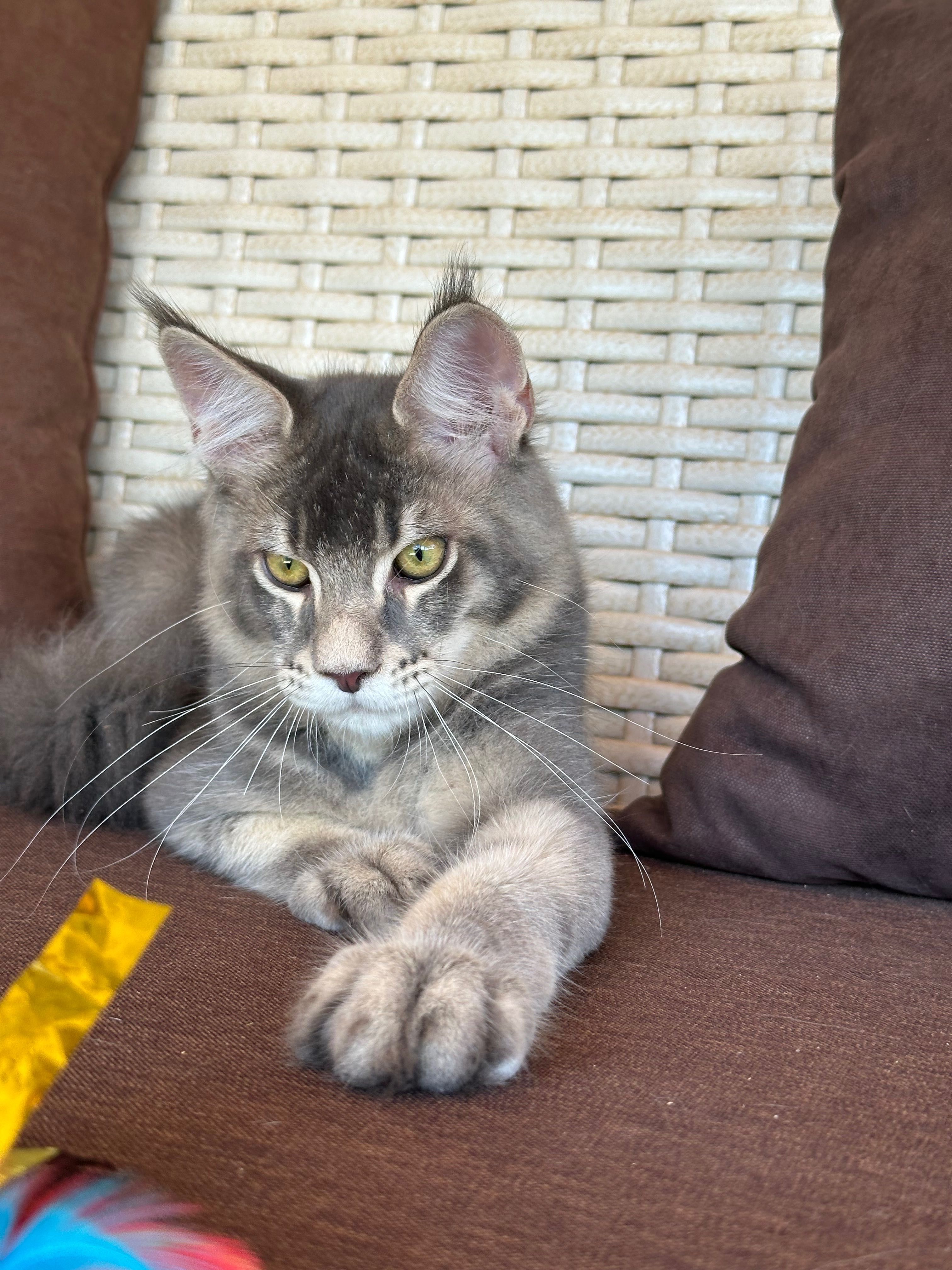 Maxwell-kocurek Maine Coon