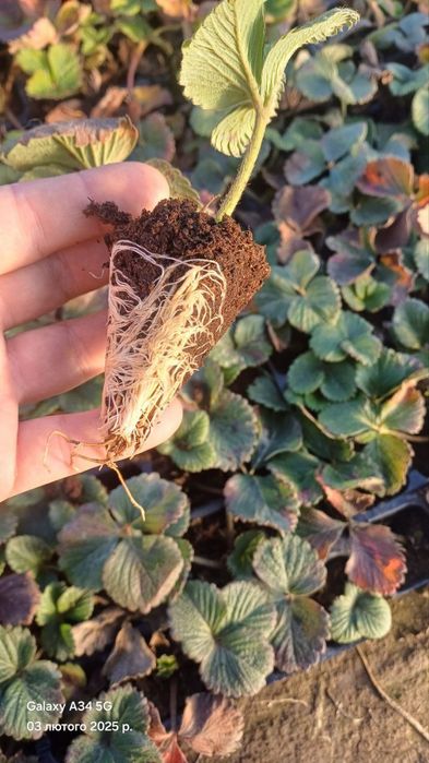 Свіжокопана та касетна розсада полуниці. Саженцы Клубники. Доставка