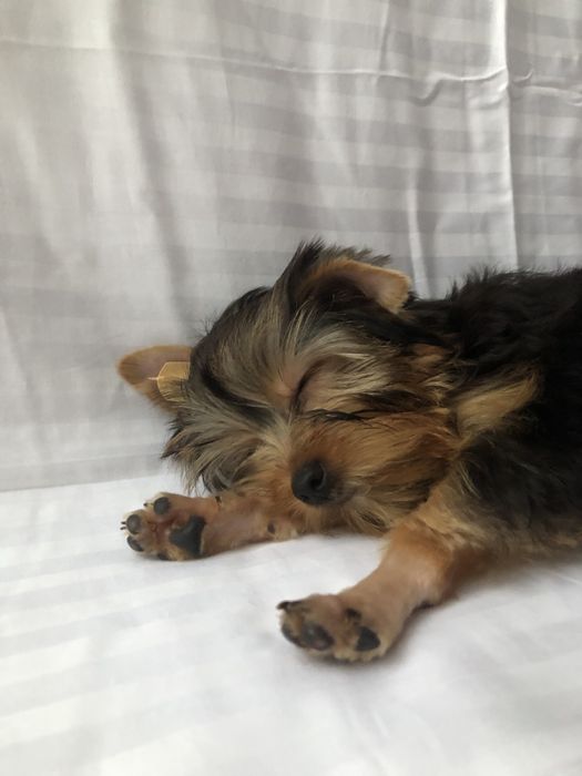 Йорки дуже гарні