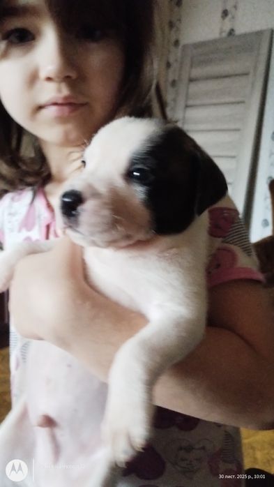 Пітбулі безкоштовно, в добрі чуйні руки