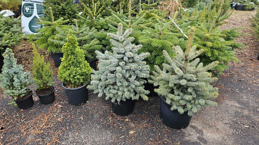 Choinki Świerk Jodła Sosna duży wybór wys.20cmdo5m Dostawa