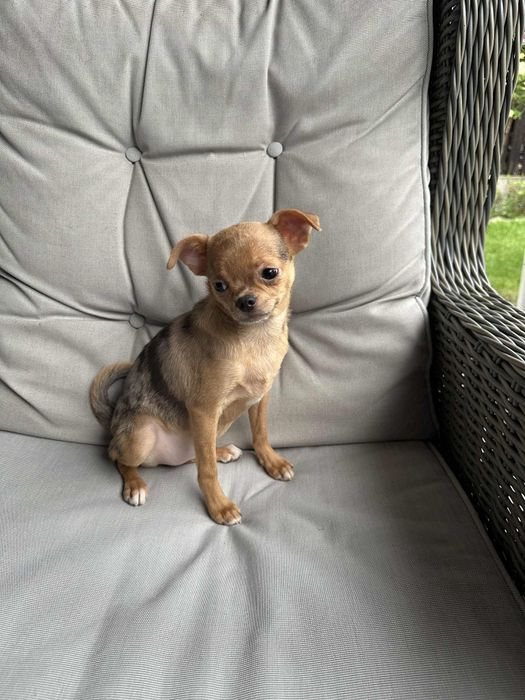 Przesliczna dziewczynka Chihuahua  choco merle tan