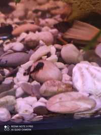 Рыбки  сомики анцитрусы малыши