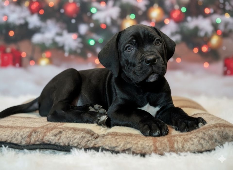 ІДЕАЛЬНИЙ МОМЕНТ в перекладі означає його им'я