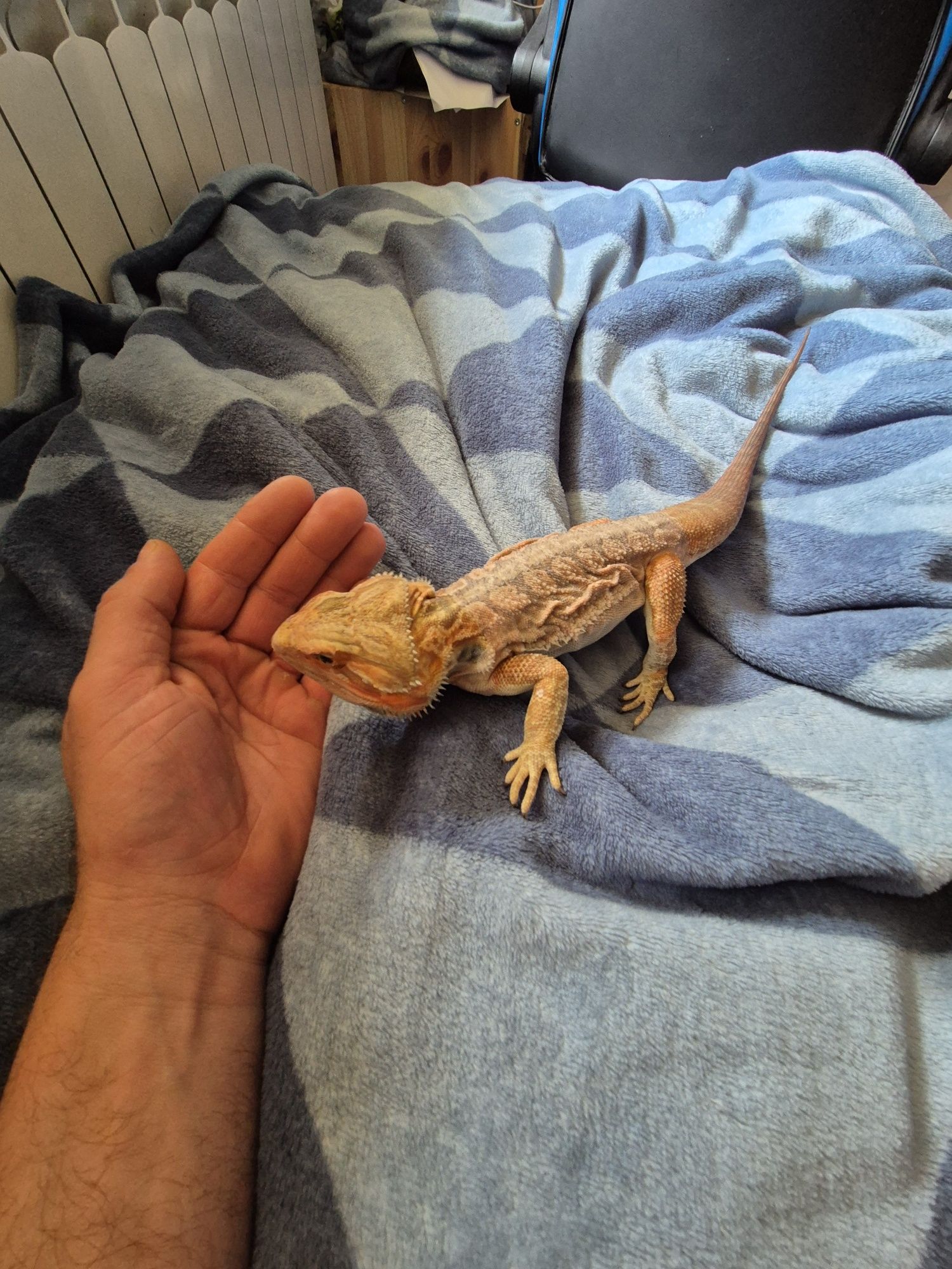 Agama Brodata pomarańczowa