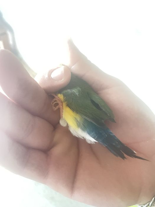 Vendo macho Diamante-de-gould
