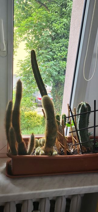 Kaktusy - cztery sztuki