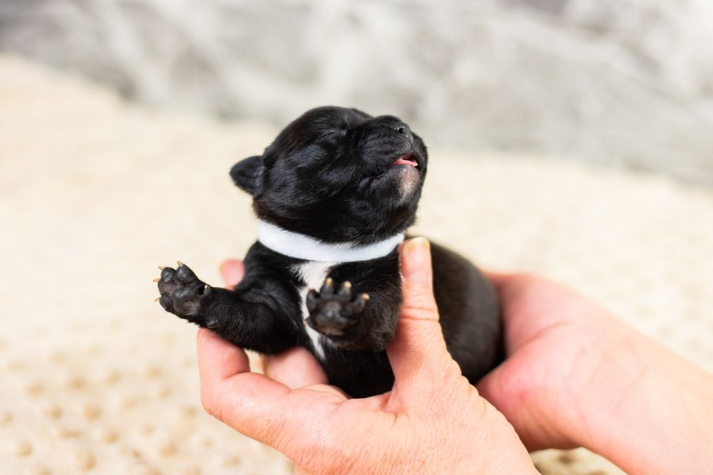 Стаффордширский бультерьер