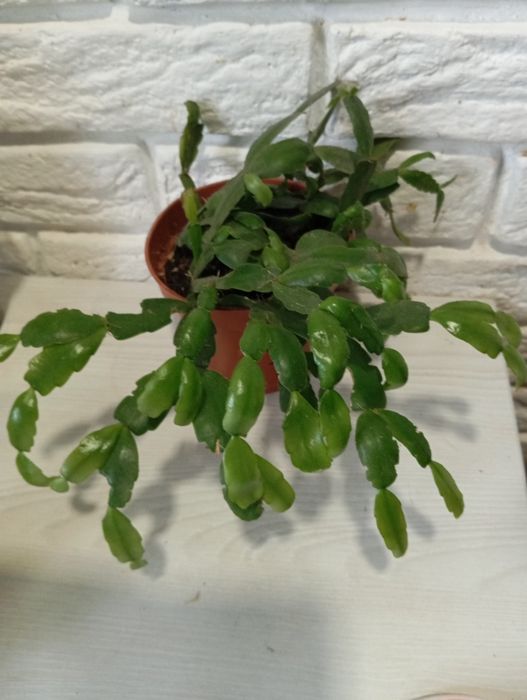 Продаж кімнатних рослин