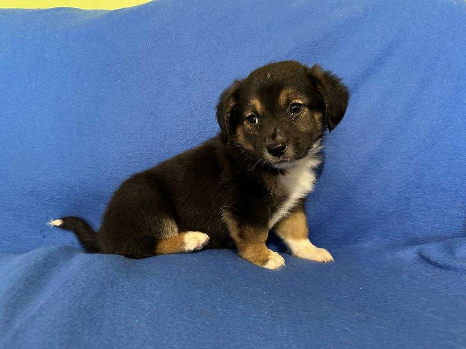 Цуценя, 1,5 місяці, хлопчик в найкращі ручки