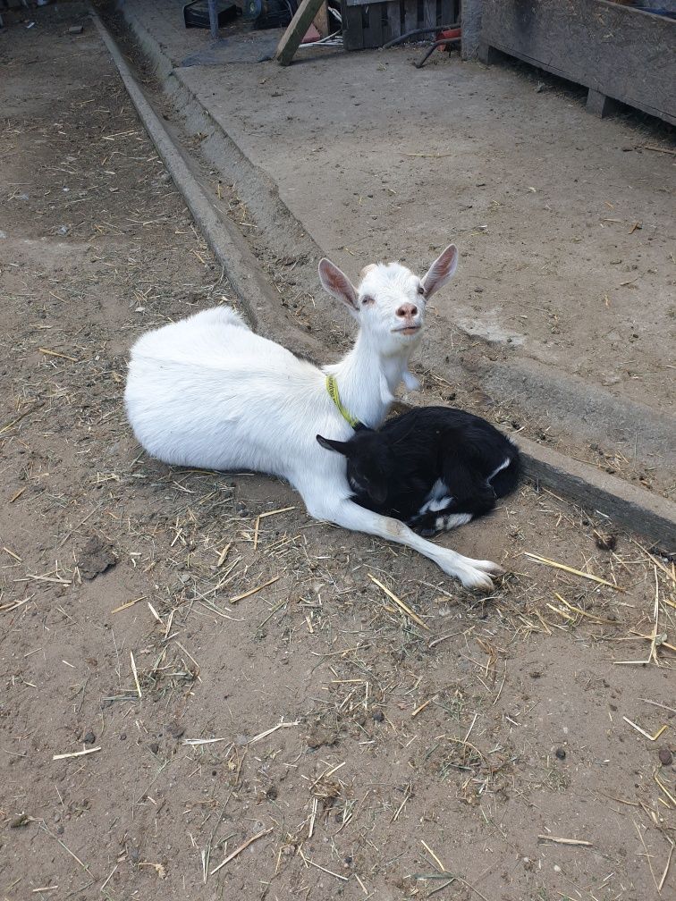Mleko kozie , jaja  .