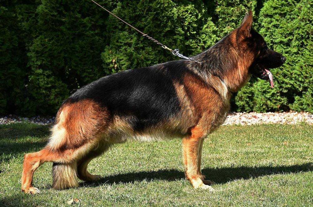 Owczarek Niemiecki suczka szczeniak ZKwP FCI po Zwycięzcy SG1 Słowacji