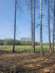 Sprzedam drewno do wyrobów tartacznych, stolarskich - olcha