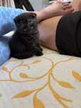 Gato scottish fold