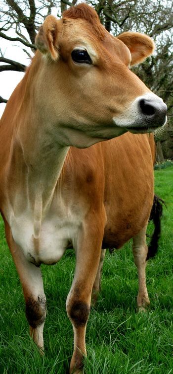 Mleko od krów jersey, smaczne, zdrowe