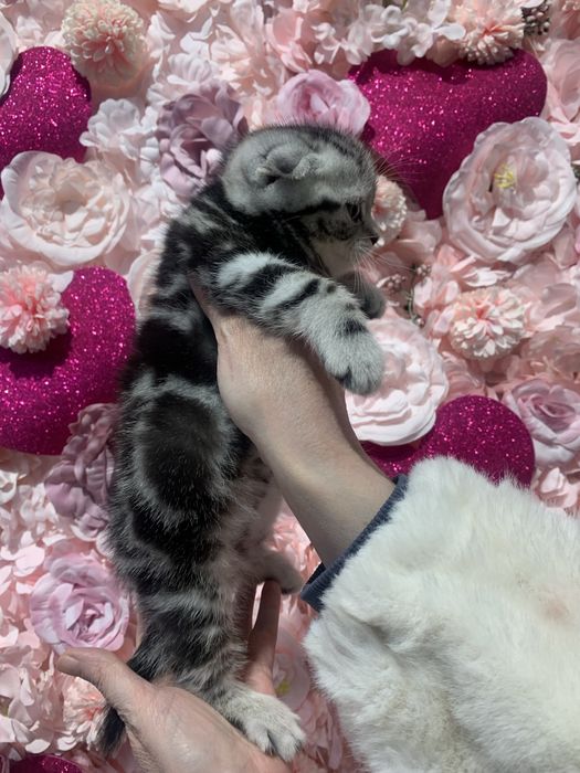 Котенок мальчик с документами!