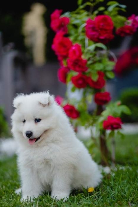 Samoyed Biały Szczeniaczek