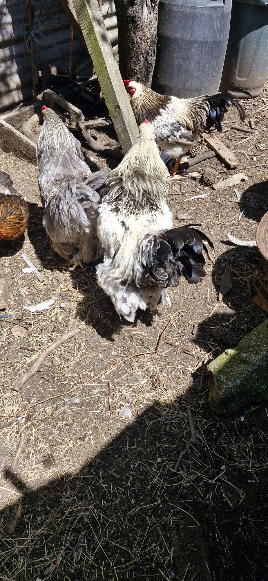 2  galos  brahma