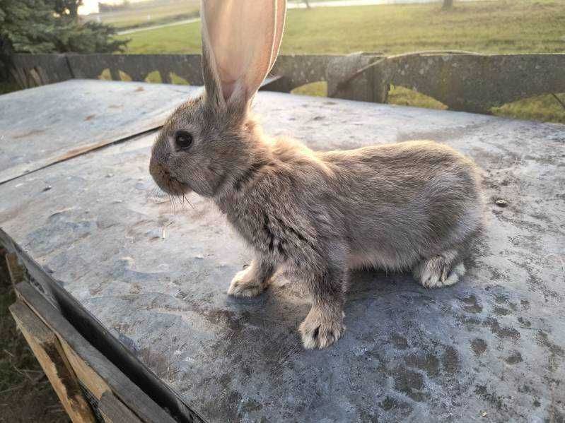 Królik samica olbrzym belgijski