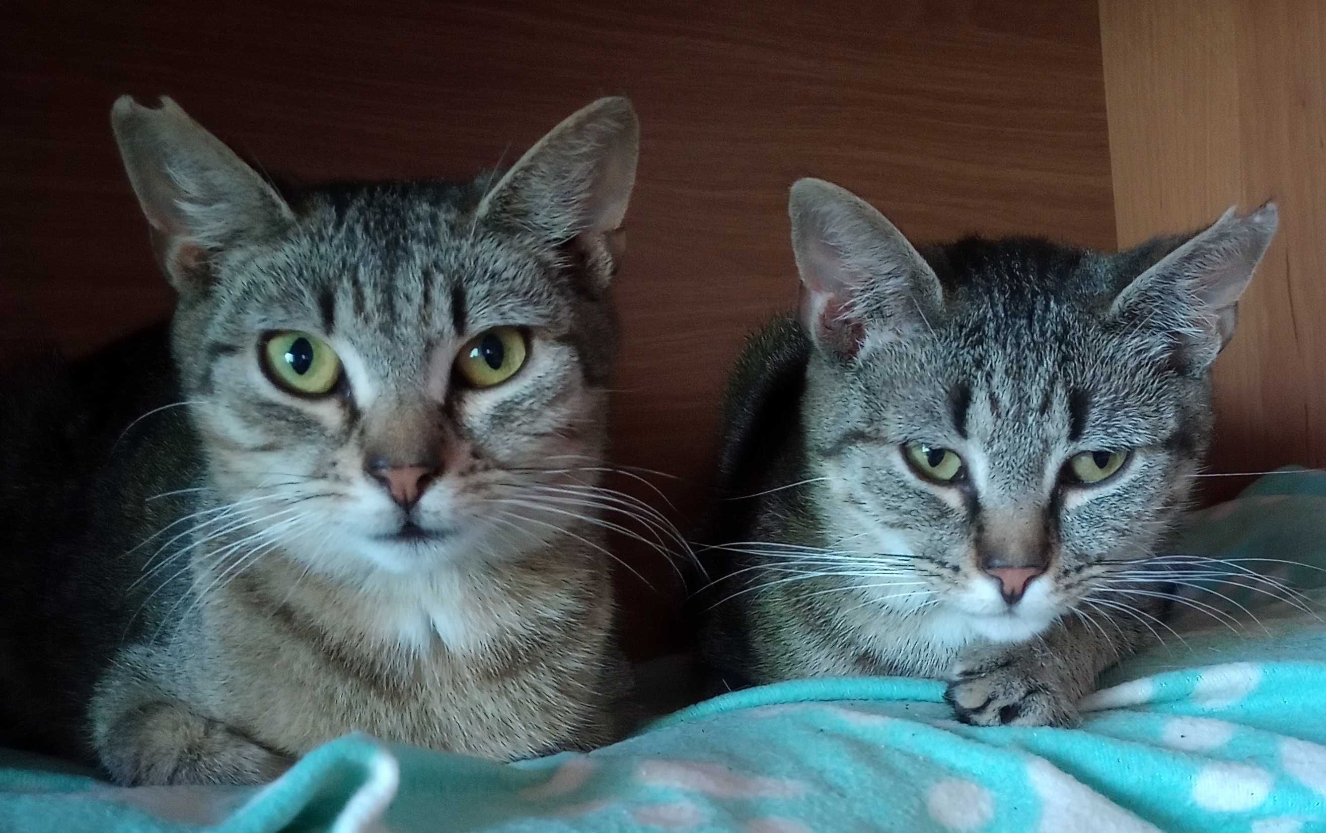 Lulu i Bubu bracia kot do adopcji