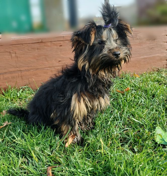 Yorkshire terrier york piesek