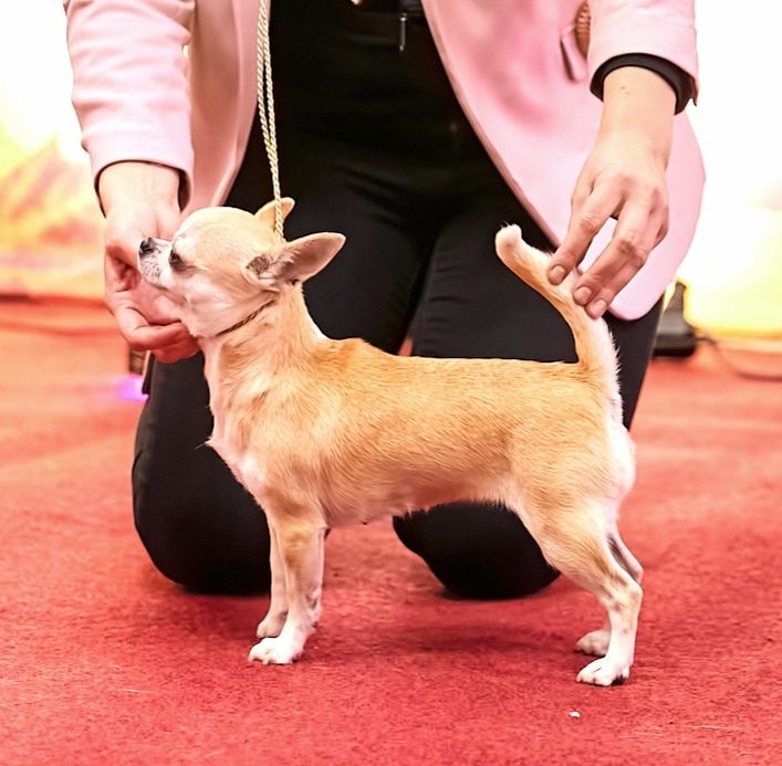 Малюк Чіхуахуа з розплідника BERHOF КСУ-FCI