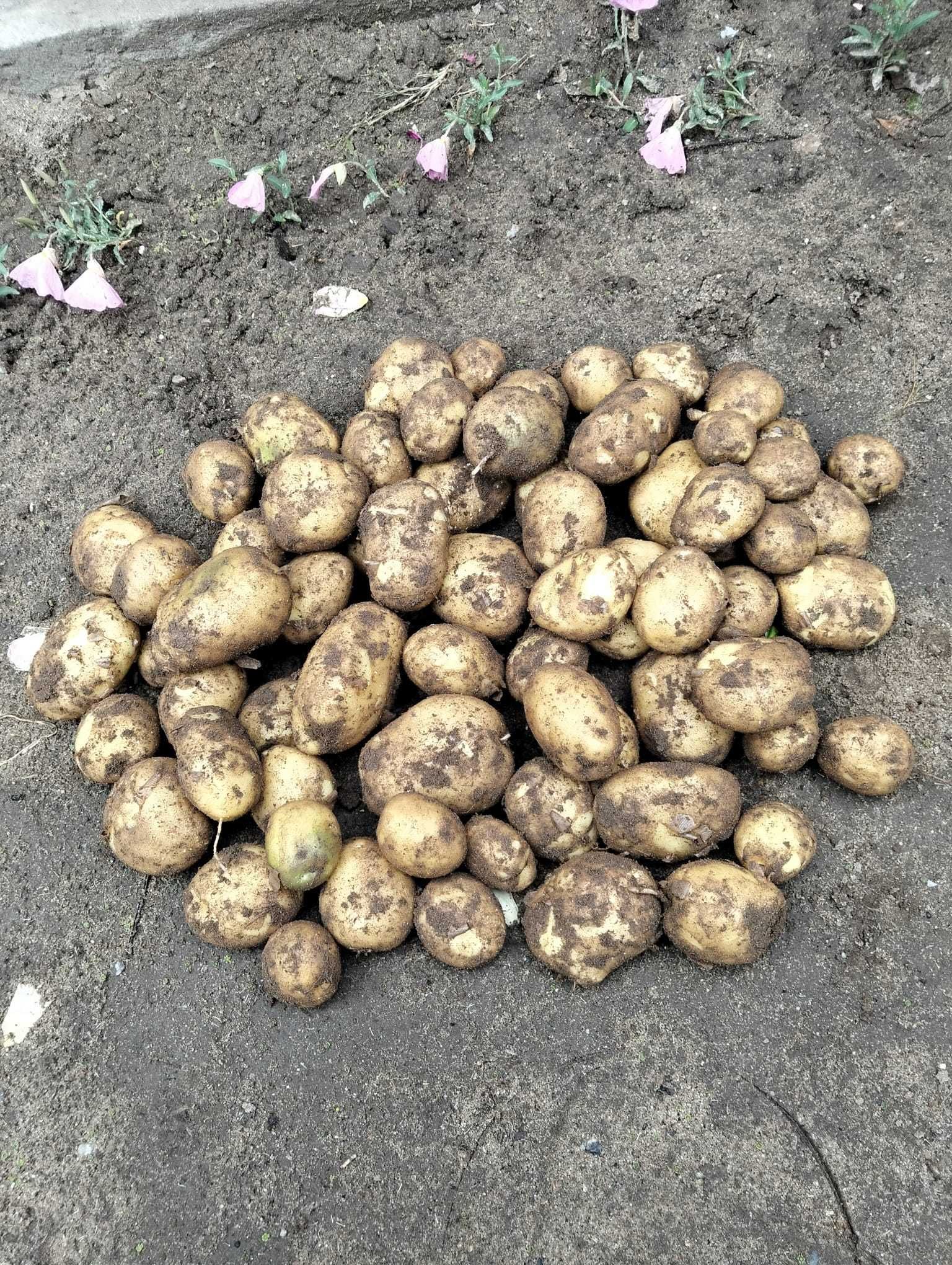 sprzedajemy młode ziemniaki