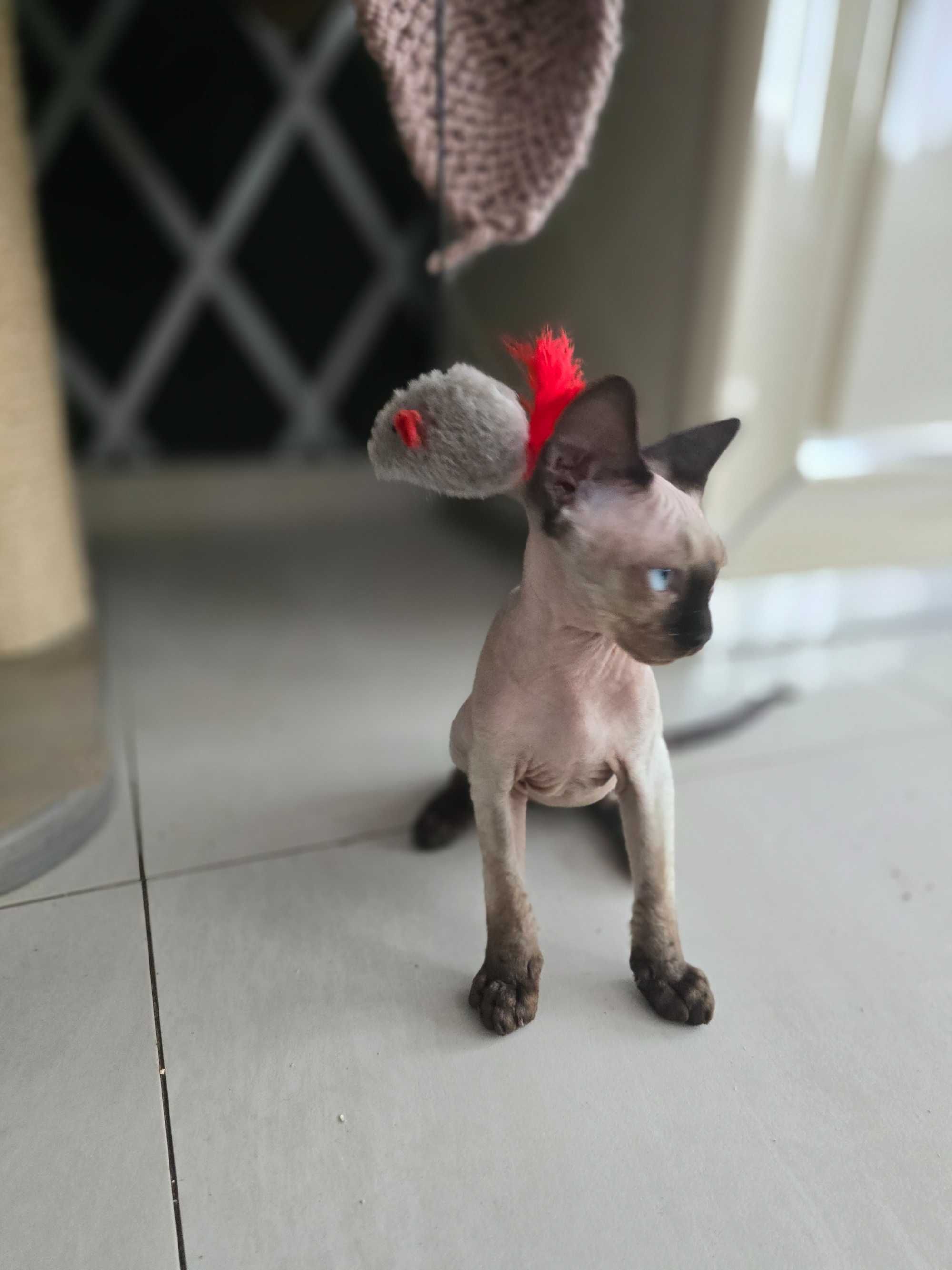 Devon rex z rodowodem FPL