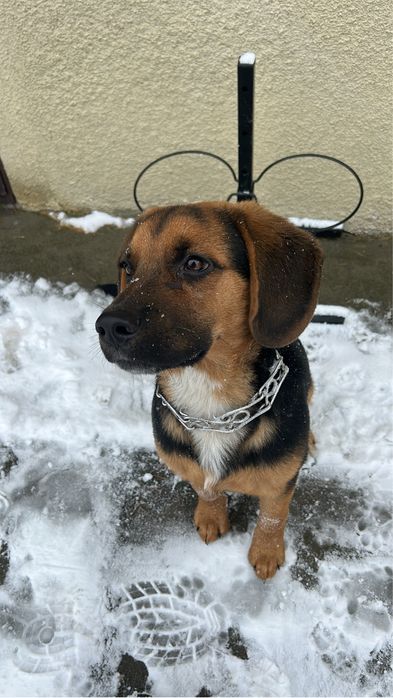 Oddam za darmo pieska Beagle mieszaniec