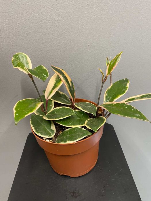 Hoja flamingo dream Hoya