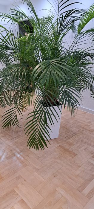 Sprzedam roślinę Areka