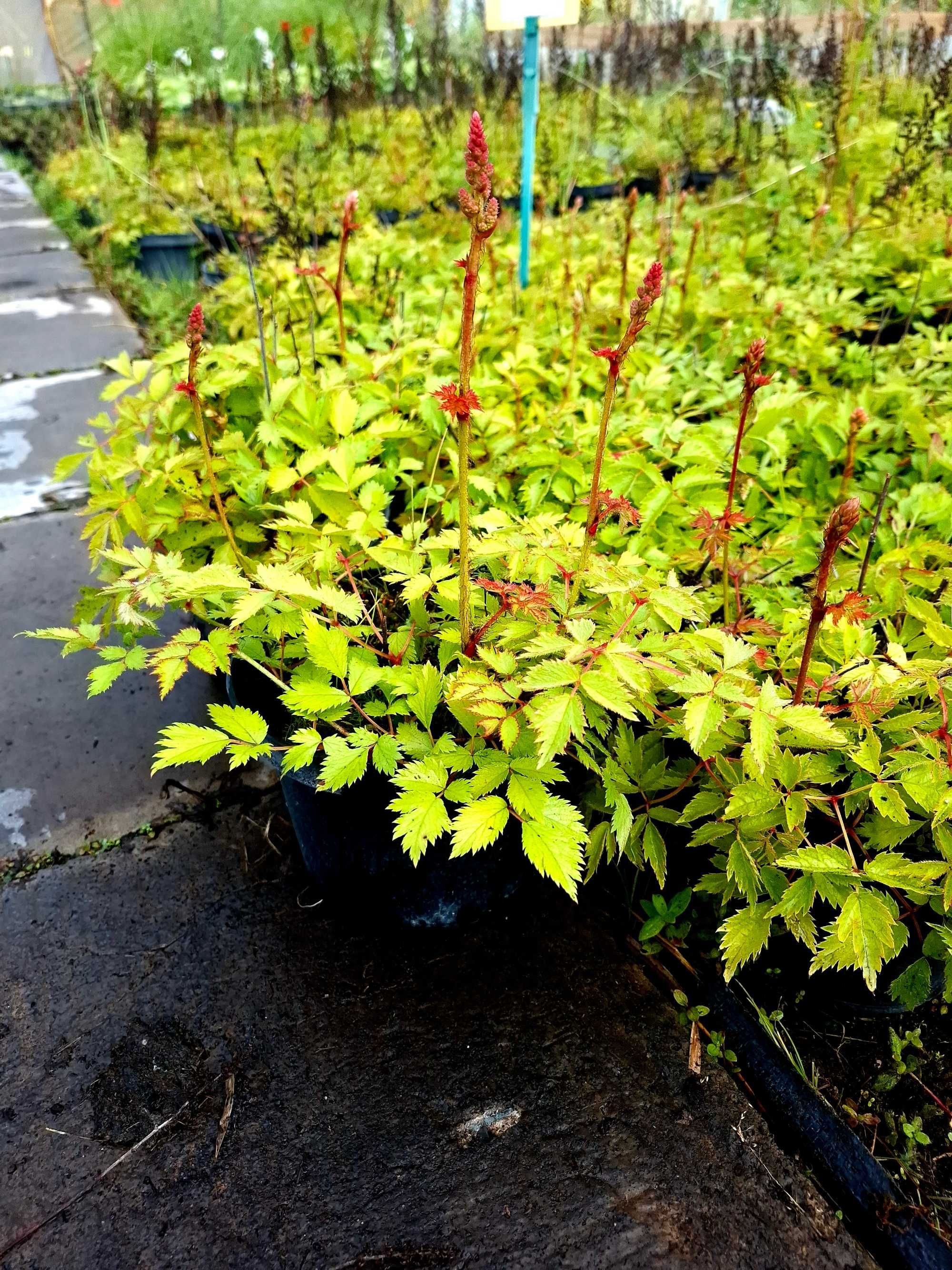 Tawułka chińska Pumila Astilbe chinensis Pumila