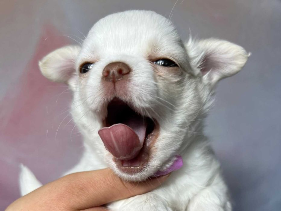 Chilli biała suczka długowłosa Chihuahua szczeniak